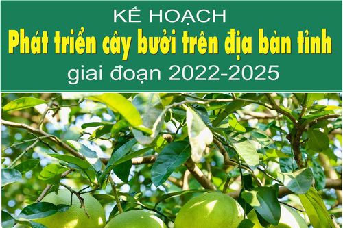 Kế hoạch phát triển cây bưởi trên địa bàn tỉnh giai đoạn 2022-2025