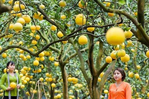 Thủ phủ bưởi Diễn hút khách tham quan dịp Tết