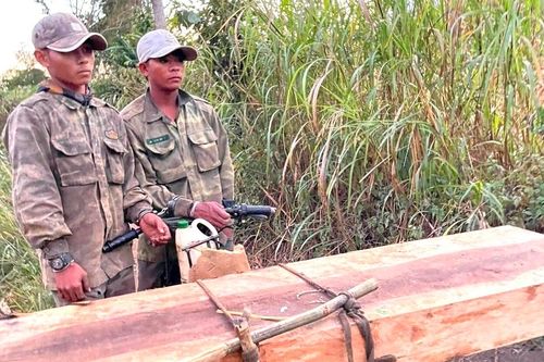Tạm giữ các đối tượng cưa hạ trái phép 31 cây gỗ