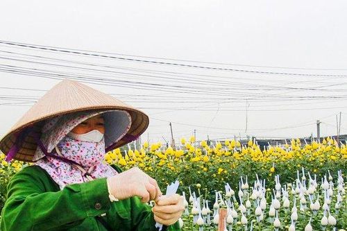 Làng hoa lớn nhất Nam Định tất bật vào vụ Tết