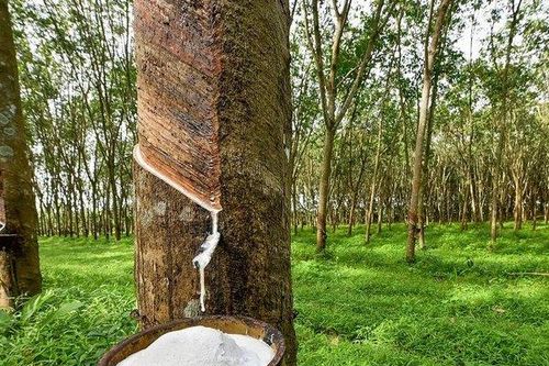 Năm 2023, Cao su Phước Hòa nhận 283 tỷ đồng tiền đền bù đất VSIP III