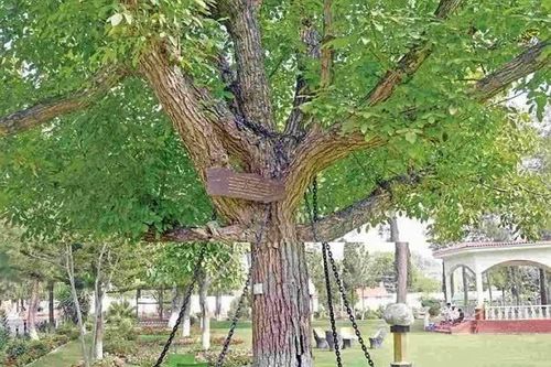 Cây đa bị bắt hơn 100 năm