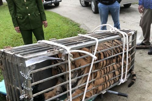Tài xế ô tô bán tải chở cá thể hổ nặng 200kg tung cửa tháo chạy khi bị phát hiện, truy bắt