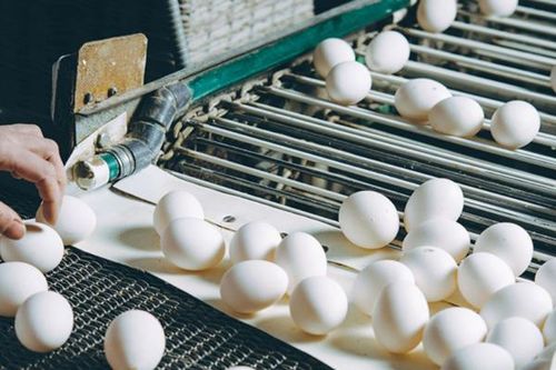 Giúp Nga xoa dịu khủng hoảng trứng gà, Kazakhstan gặp rắc rối