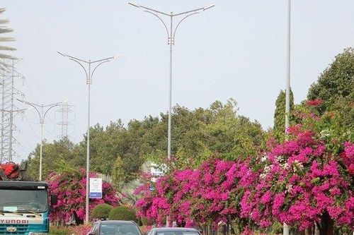 Ngắm con đường hoa giấy bung sắc rực rỡ, đẹp mê ly ở Bà Rịa - Vũng Tàu