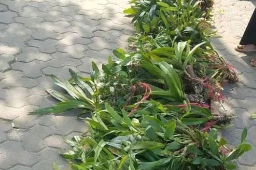 'Đặc sản' ở rừng có được 'thích thì lấy'?