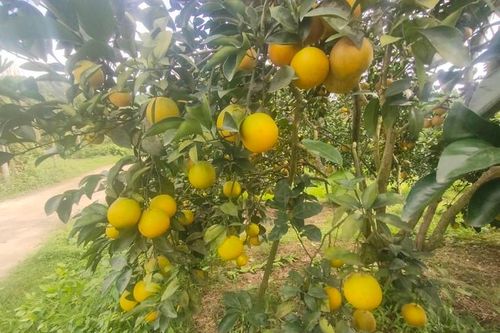 Vườn cam 'bạc tỷ' của lão nông Hà Tĩnh vào vụ Tết