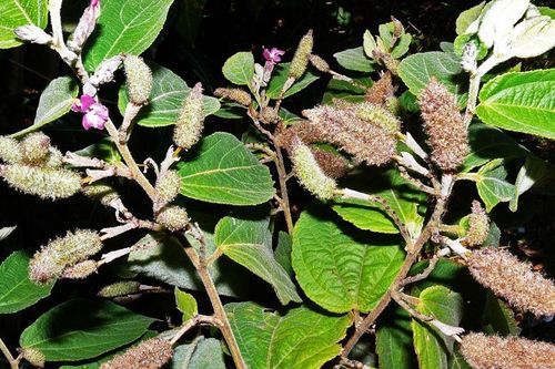 Cây an xoa trị các bệnh về gan