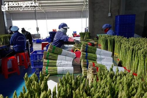 Măng tây Nha Hố - 'ông hoàng' của các loại rau hữu cơ
