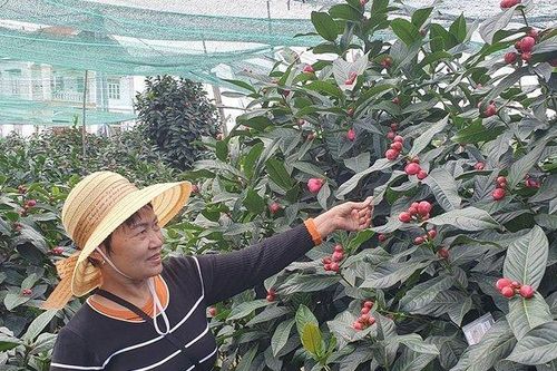 Hải Phòng: Làng hoa hải đường nổi tiếng tất bật vào vụ Tết
