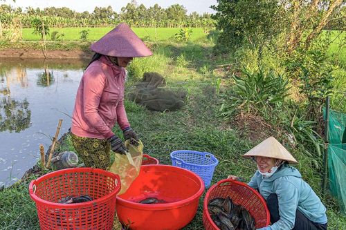 Hương xuân trên vùng ngọt