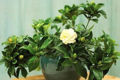 Những loại cây này trồng trong phòng ngủ vừa dễ bảo quản lại đẹp mắt, còn giúp bạn ngủ ngon, vận khí tốt hơn