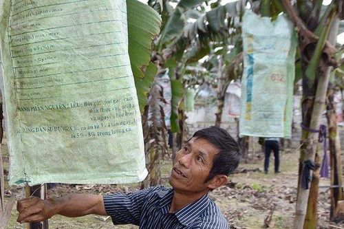 Hải Phòng: Chuối tiêu hồng tiền triệu mỗi buồng vẫn đắt khách