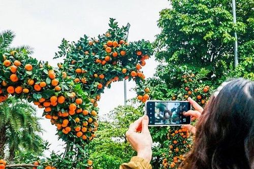 Độc đáo cặp quýt 'song Long' giá 250 triệu đồng