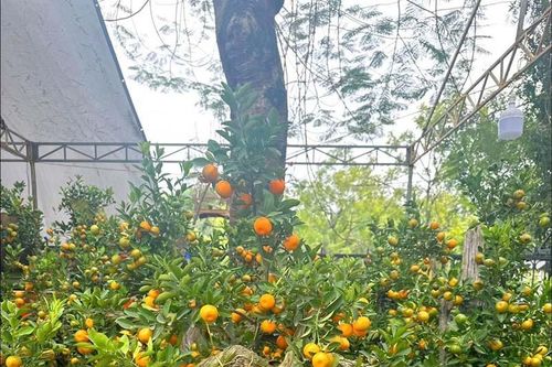 Loại cây hội tụ đủ yếu tố 'ngũ hành' được lựa chọn nhiều trong dịp Tết