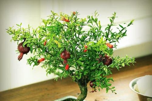 3 loại hoa được người có gu ưa chuộng, chưng một chậu ở nhà là điềm lành