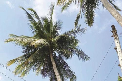 'Cao thủ' leo dừa vùng Bảy Núi