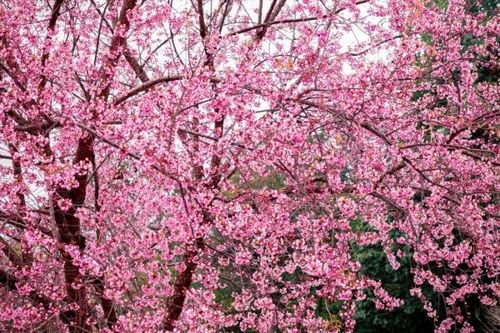 Thắm sắc mai anh đào trên Ma Lé, Đồng Văn