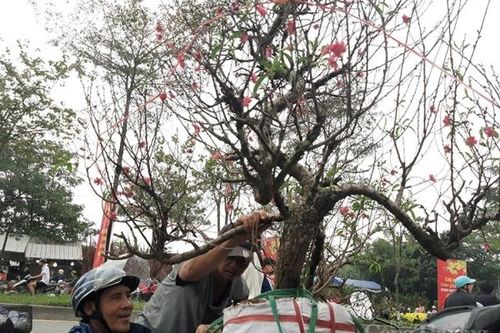 Hà Nội: Nhộn nhịp chợ hoa Xuân ngày 25 Tết
