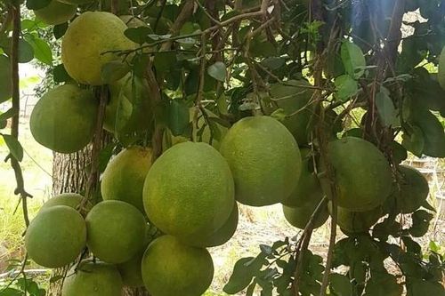 Bà Rịa - Vũng Tàu: Nông dân phấn khởi thu hoạch bưởi Tết