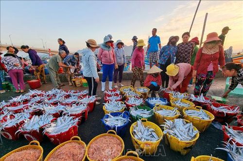Tăng thu nhập từ khai thác hải sản dịp Tết