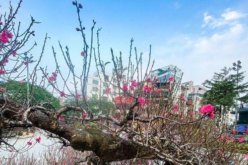 Ngắm đào khổng lồ cổ thụ, cho thuê giá cả 100 triệu đồng
