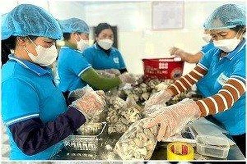 Người trồng nấm bội thu mùa Tết