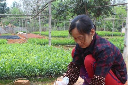 Chủ động nguồn cây giống cho vụ trồng rừng 2024