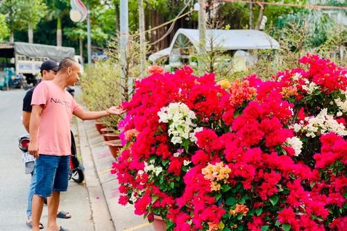 Chợ tết Bình Dương, dân tình chụp hình chậu quất hình rồng