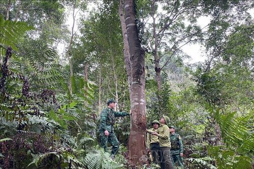 Ngăn chặn xâm lấn rừng trái phép dịp Tết Nguyên đán