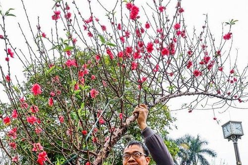 Đào dáng huyền bạc triệu đắt khách dịp cận Tết