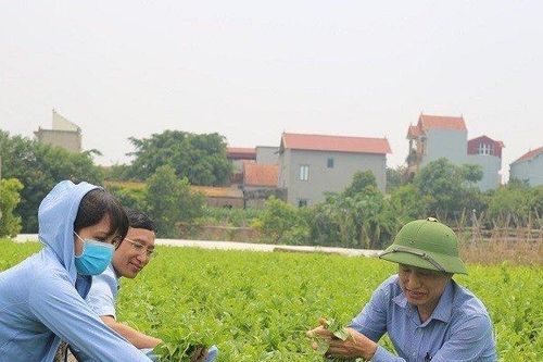 Hà Nội: Đảm bảo nguồn rau xanh phục vụ Tết
