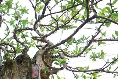 Cây ổi dáng 'kỳ quái', chủ cây 'hét giá' 600 triệu, thấp hơn không bán
