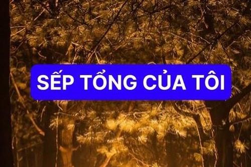 Sếp Tổng của tôi