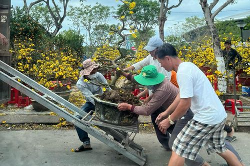 Hoa kiểng ngày 30 Tết ế ẩm, tiểu thương lặng lẽ cắt hoa chở về vườn