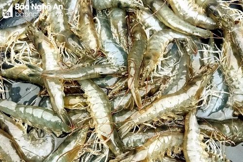 Sát Tết, giá tôm tăng lên 300.000 đồng/kg
