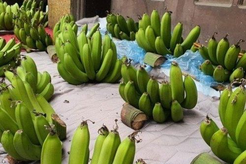 Chuối xanh thờ cứ đến Tết là đắt 'khét', đếm từng quả tính tiền, năm nay giá thế nào?
