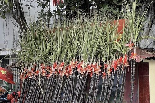Những cây 'mía lộc' đổ bộ xuống phố chờ đón giao thừa