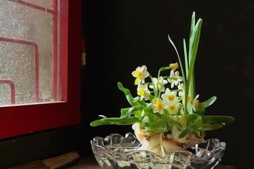 Những điều ít biết về thú chơi 'đĩa ngọc chén vàng' dịp Tết của người Hà Nội