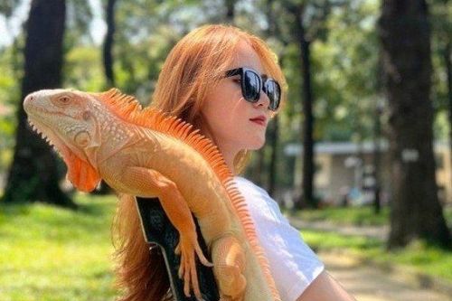Nuôi rồng Nam Mỹ làm thú cưng - 9x Sài Gòn có doanh thu cả trăm triệu đồng/tháng