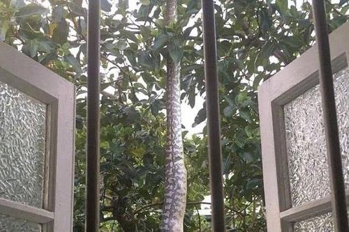 Vừa mở cửa sổ, người đàn ông chứng kiến cảnh tượng nổi da gà