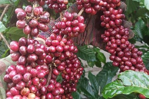Giá nông sản ngày 12/2/2024: Cà phê và hồ tiêu trụ vững ở mức cao