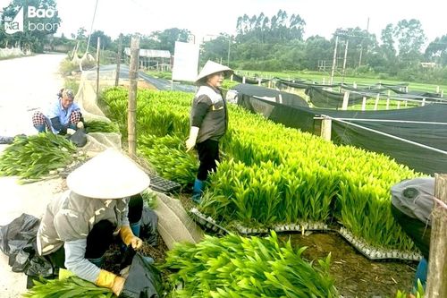 Sôi động trồng rừng vụ xuân ở Nghệ An