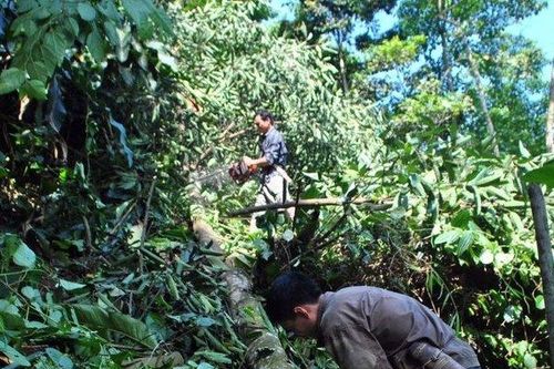 Khát vọng đổi đời cùng cây 'đặc sản' trên đất Quế Phong