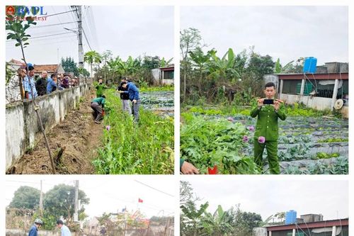 Trồng cả trăm cây thuốc phiện trong vườn để ngâm rượu chữa đau lưng