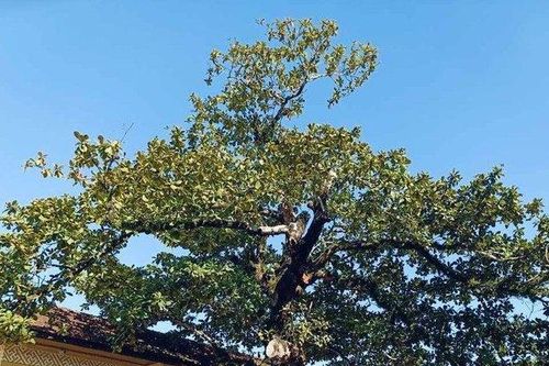 Mục sở thị 'cụ' bàng hơn 100 tuổi ở Huế vừa được công nhận cây Di sản