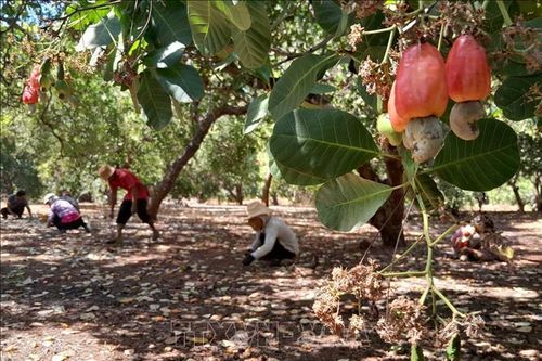 Nông dân 'thủ phủ' điều Bình Phước hồ hởi vào vụ thu hoạch