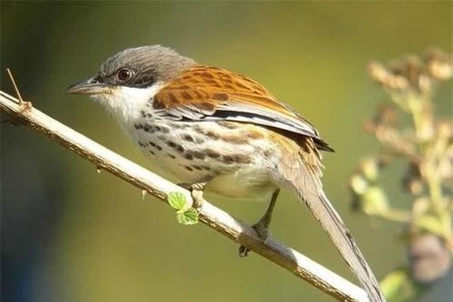 Loài chim quý hiếm bậc nhất thế giới xuất hiện ở Việt Nam