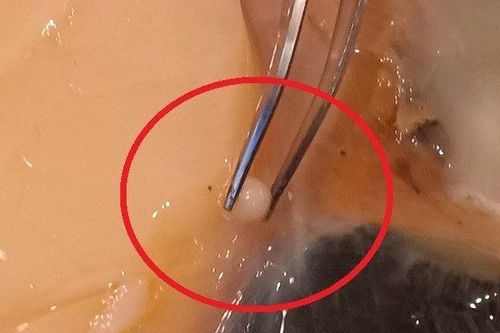 Mua sò điệp giảm giá về ăn, anh chàng sốc nặng khi thấy thứ bên trong