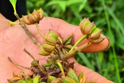 Loại hoa nghìn tỷ nhiều nước trên thế giới 'săn lùng', Việt Nam trồng bạt ngàn